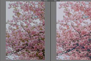 Spring Lightroom & Mobile Preset