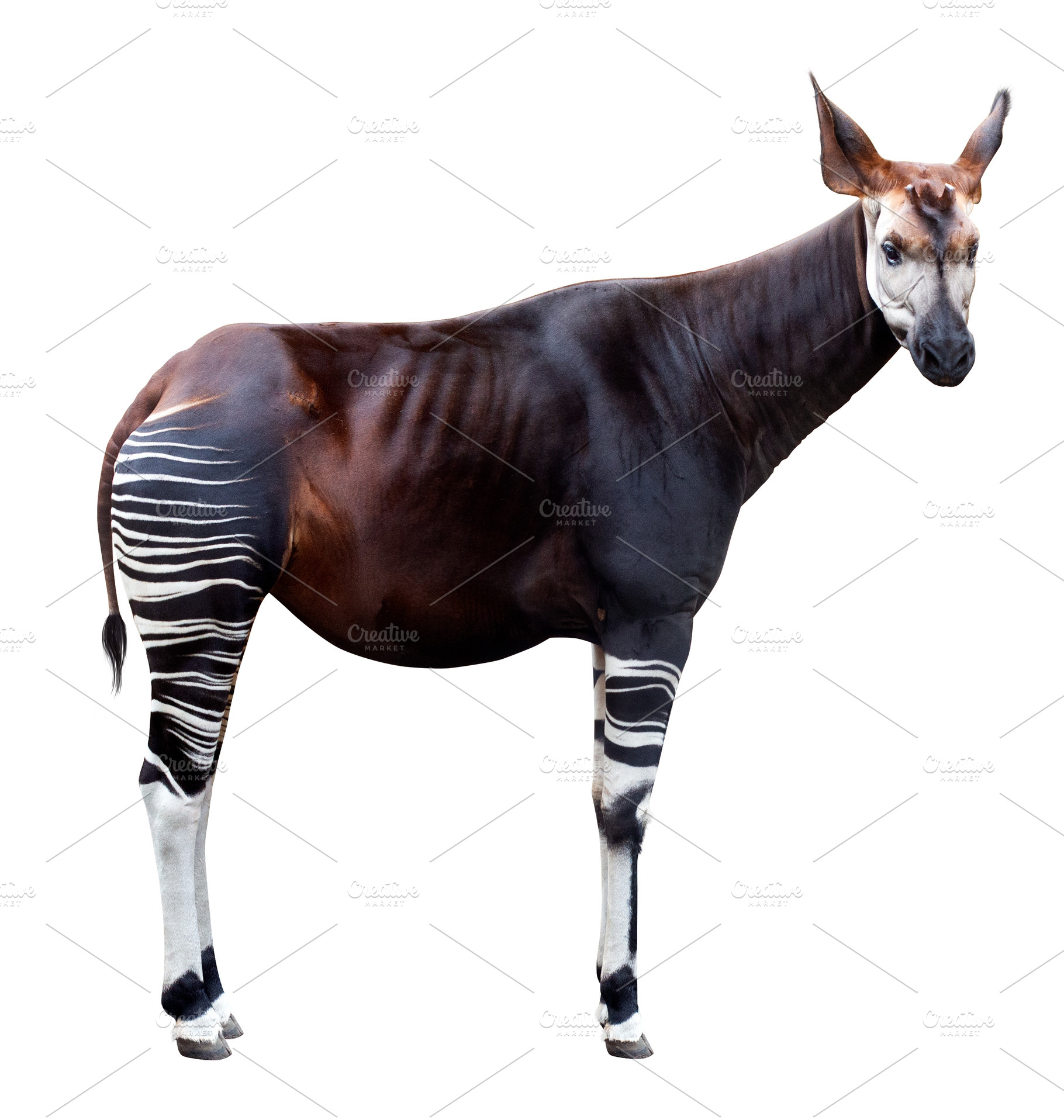 Okapi (Okapia johnstoni), an Animal Photo by UltraShop