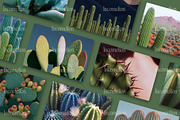 70 Aesthetic Cactus Stock Photos, a Nature Photo by Incomelion (Thumbnail 6 of 14)