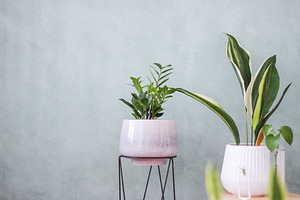 Zz plant cast iron stock photo containing indoor plants and plants