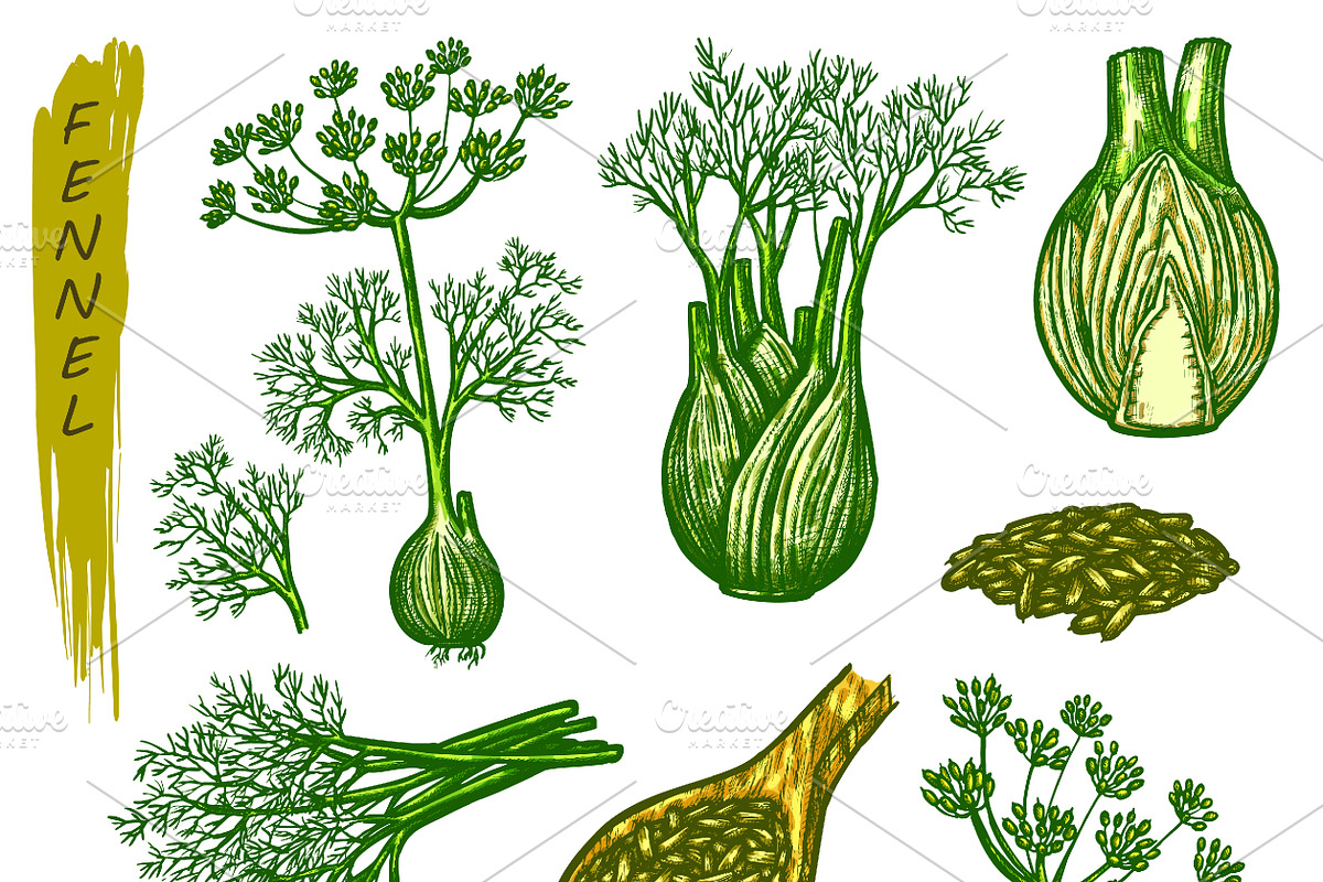 Fennel sketch, spice seasoning set, a Food Illustration by GenziWorkshop (Photo 2 of 3)