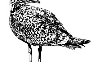 Juvenile legged gull drawing, a Photo by DanFLCreativo