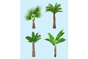 Palm Tree. Realistic Templates Of