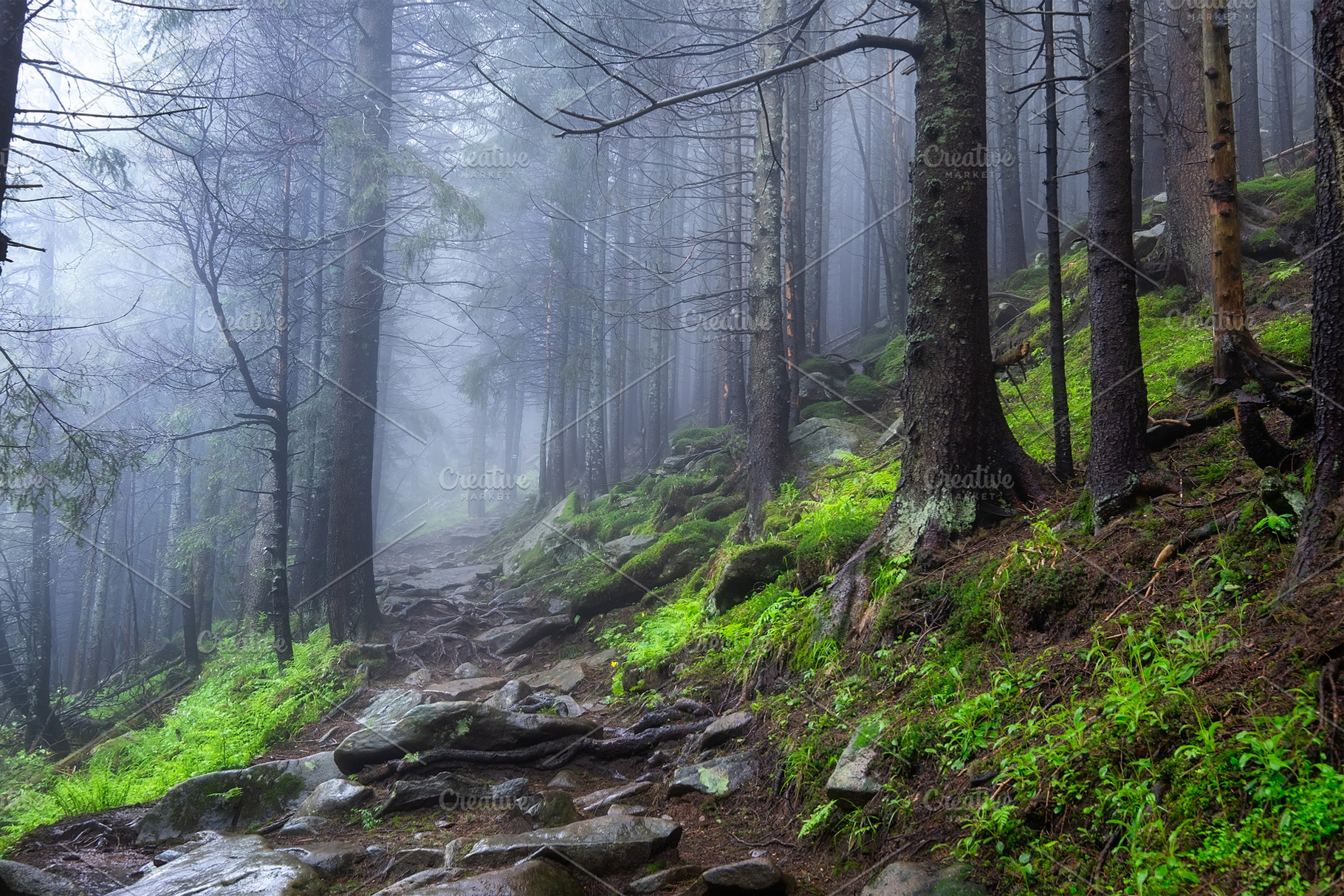 Foggy forest in the mountains containing landscape, nature, and forest, a  Nature Photo by Landscape and, image size:1820x1214