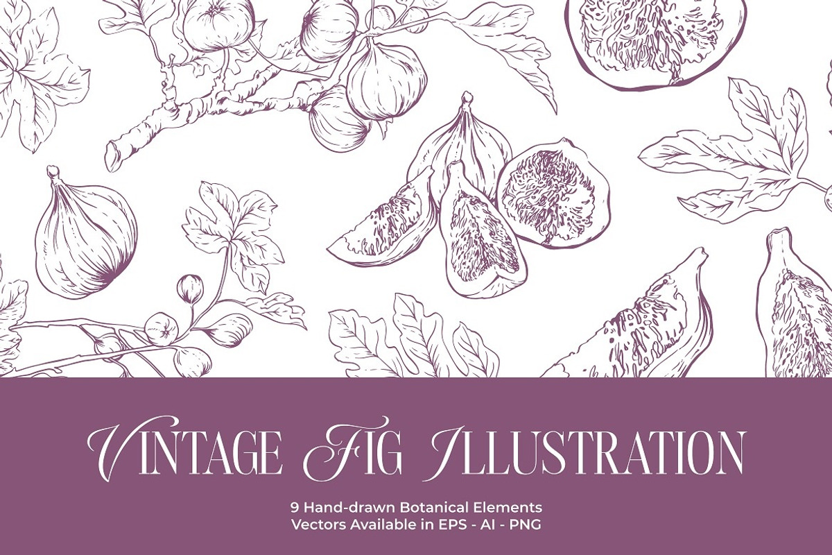 Fig Hand-drawn Botanical Elements, a Decorative Illustration by FDR Studio (Photo 1 of 2)