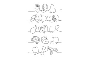 Human organs set one line continuous, a Healthcare Illustration by GraphiShop