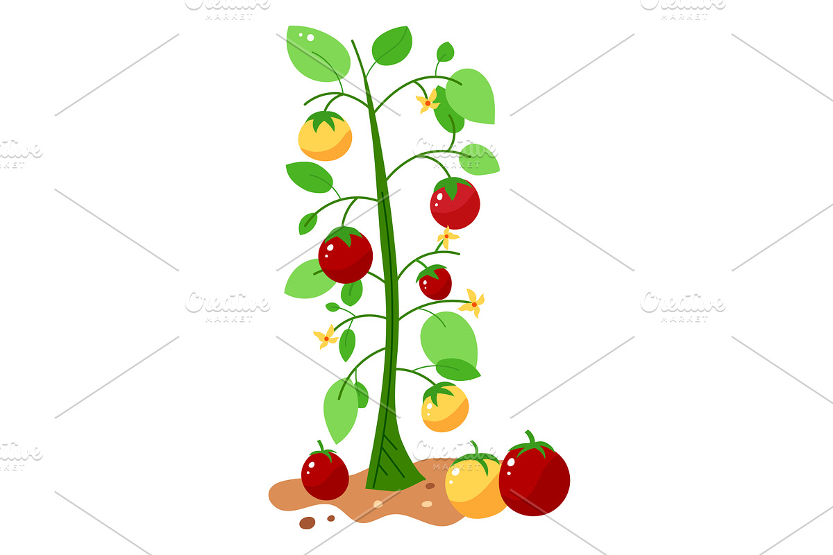 Tomato plant bearing red yellow, an Object Illustration by seahorsevector