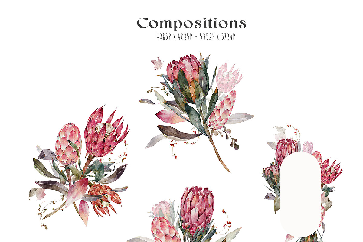 Watercolor Protea Floral Elements, a Decorative Illustration by Damian Roh (Photo 9 of 12)