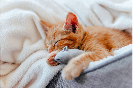 Cute ginger kitten sleeps, an Animal Photo by MAnuta