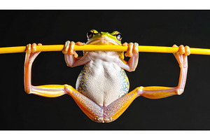 Colorful frog hanging on yellow, an Animal Photo by Igor Tichonow