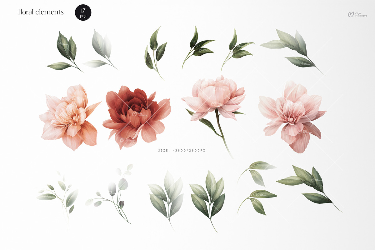 Peonies - floral collection, an Illustration by ollalya (Photo 6 of 7)
