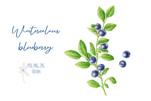 Watercolor Blueberry
