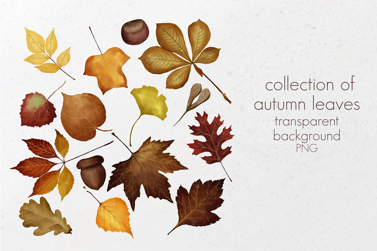 Autumn leaves set, a Decorative Illustration by AfieArt (Photo 4 of 7)