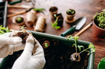 Female hands planting seedlings containing home, garden, and mother, a Nature Photo by Bondart Photography