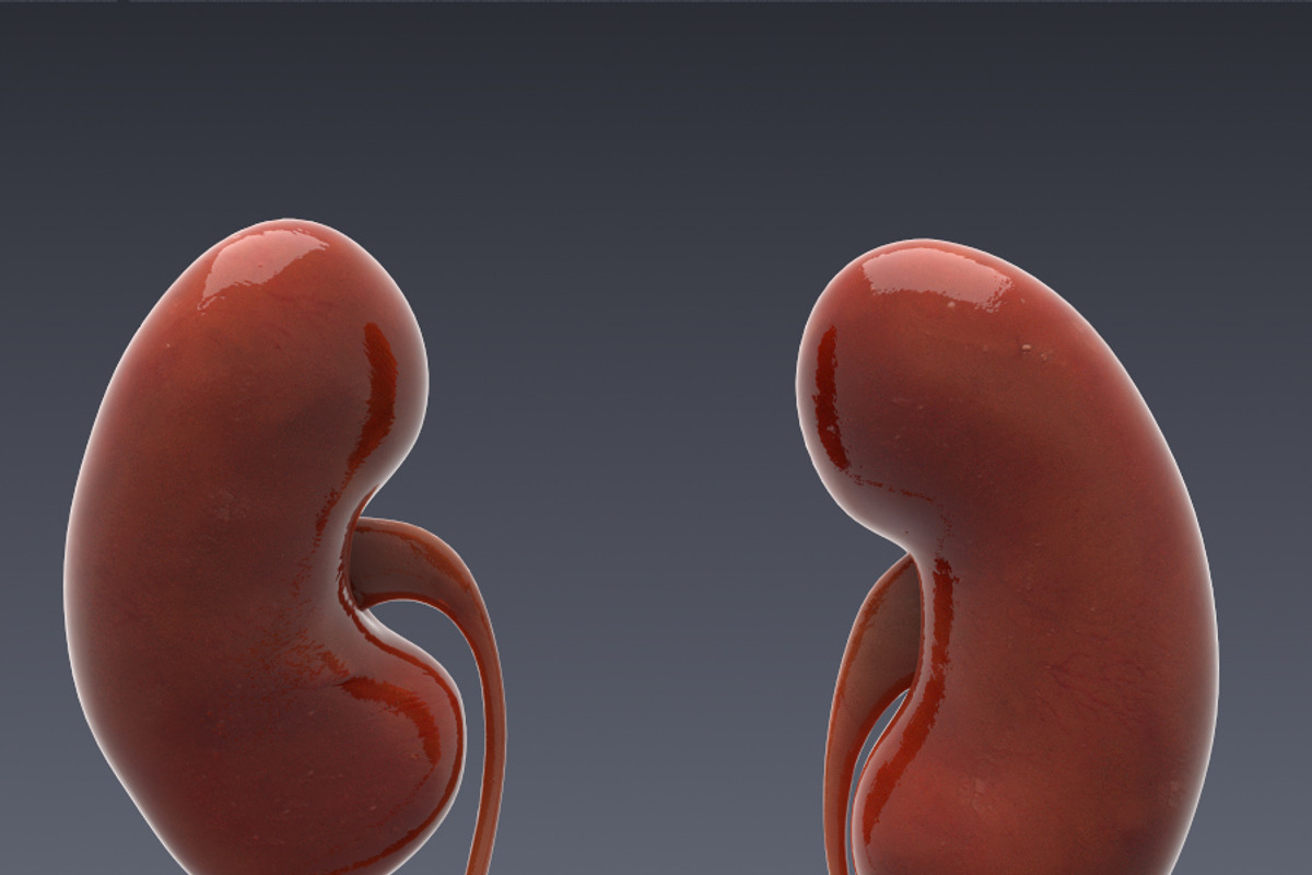 Animated internal organs, skeleton, a Characters & Person 3D Model by konstantin.ermolaev (Photo 13 of 29)