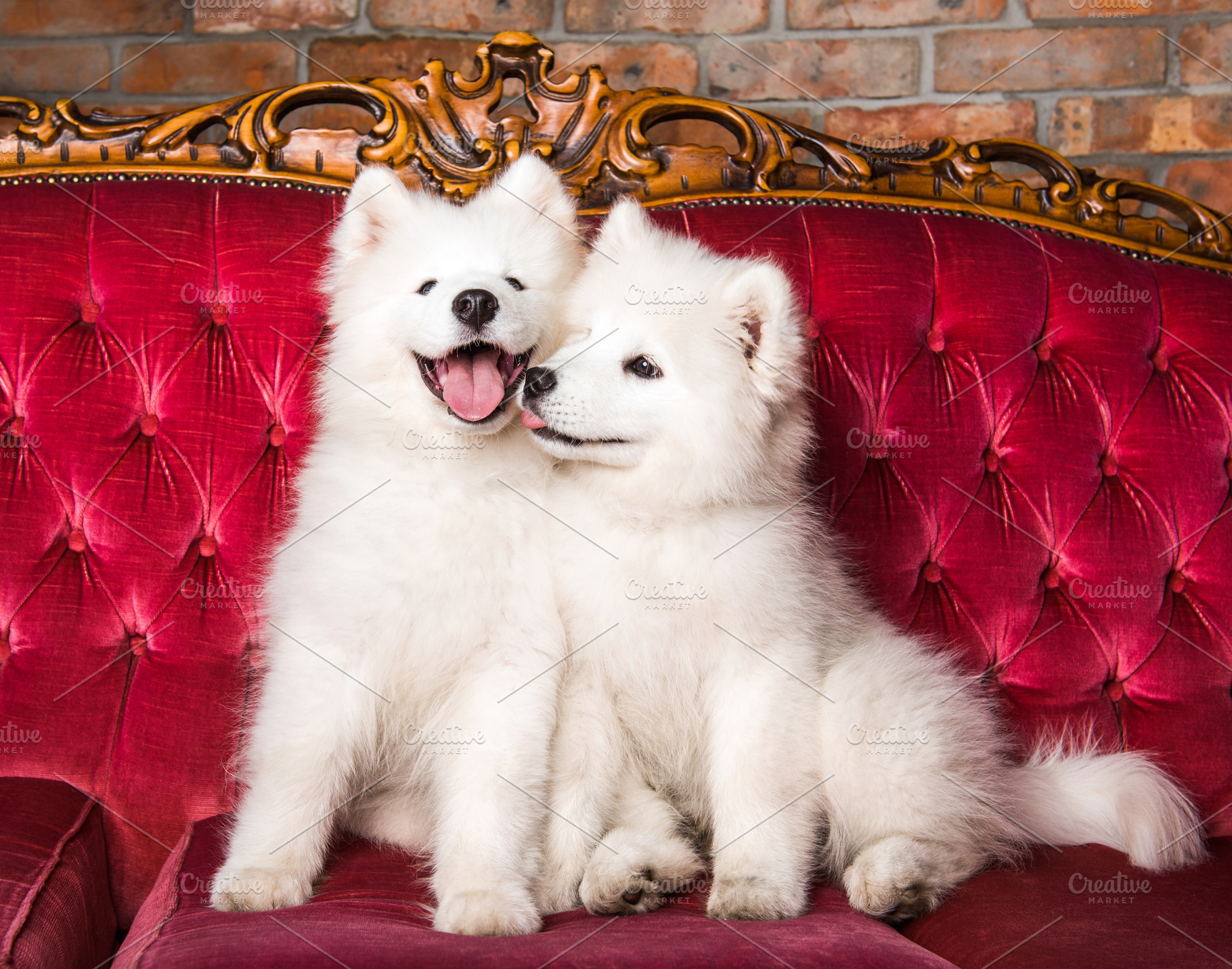 Samoyed dogs are kissing on the red stock photo containing dog and