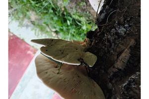 Wild mushrooms growing abundantly on