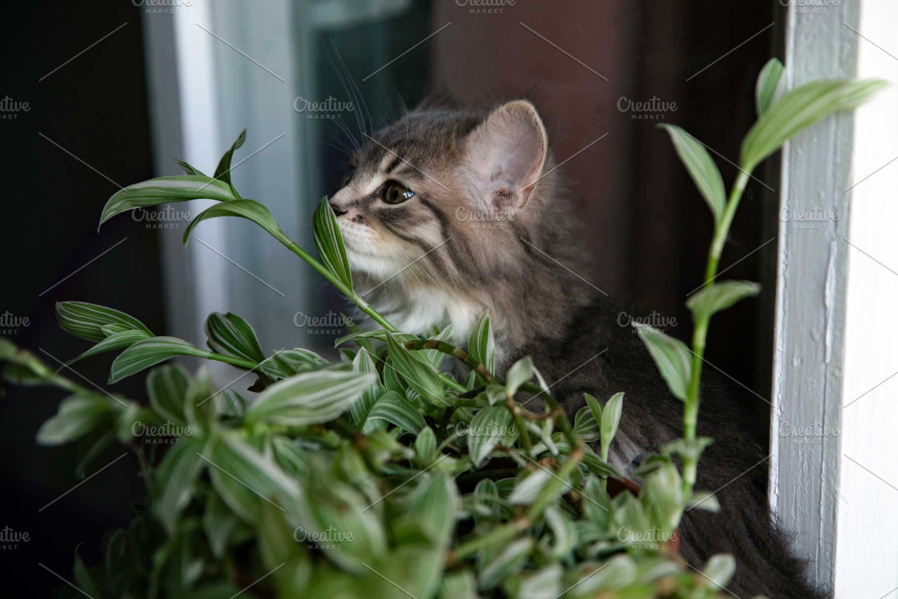 Adorable fluffy kitten gazing out a window, surrounded by lush green indoor pla, an Animal Photo by Ales Munt