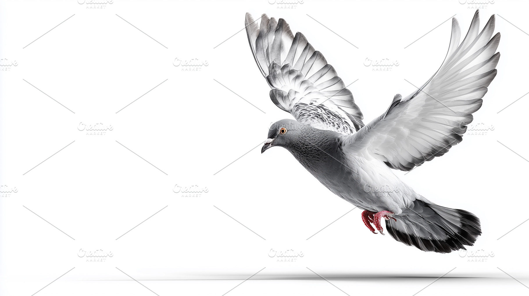 Pigeon in flight with wings spread, an Animal Photo by MistyDay