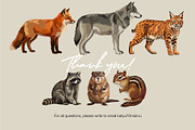 Animals of North America Vector Set, an Animal Illustration by Katerina Peres (Thumbnail 8 of 8)