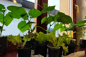 Indoor setup for growing lettuce and vegetables near a sunny window., a Photo by AS photostudio