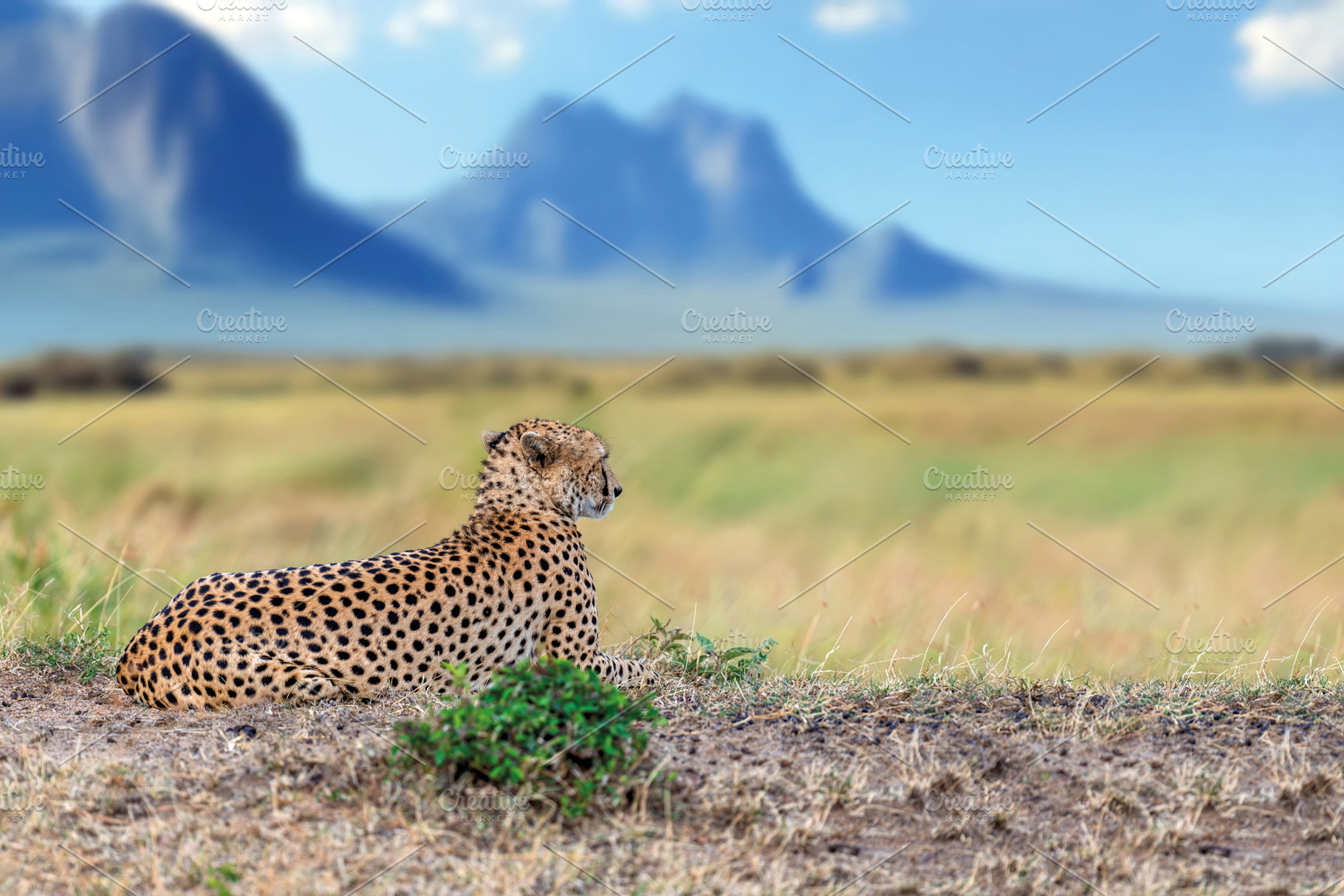 Cheetah lies in the grass against the backdrop of mountains in a, an Animal Photo by Byrdyak