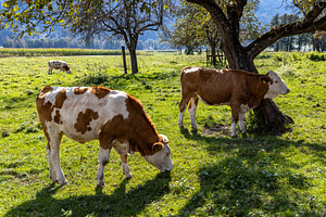 Austrian Alpine cows graze on a gree, an Animal Photo by Photo Kaminski