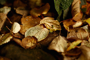 Fall Leaves Background and Raindrops, a Nature Photo by René Jordaan Photography