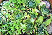 Summer Garden Collection, a Photo by Paper City Design (Thumbnail 6 of 21)