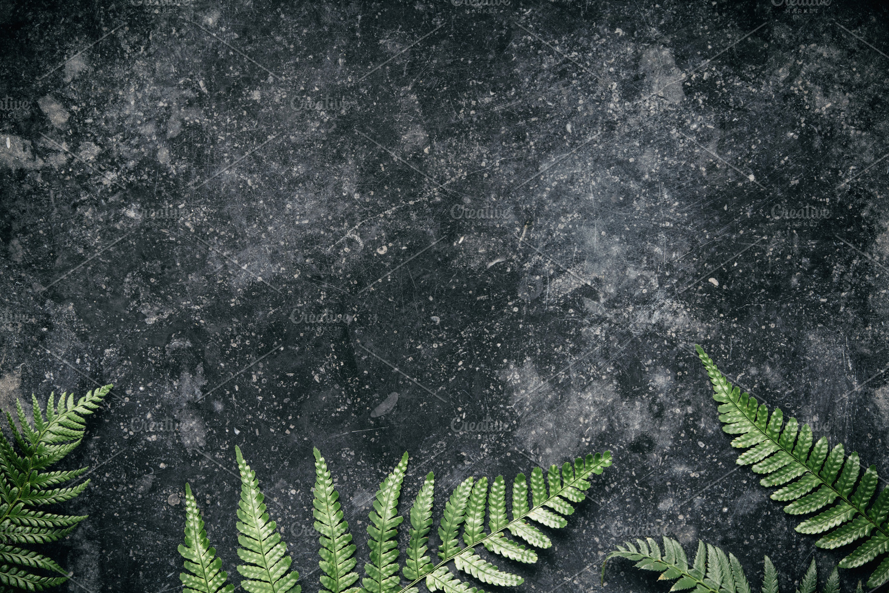 Fern Leaves on Textured Dark Background, a Health & Medical Photo by Natalia Klenova's Shop