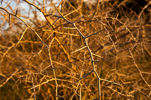 Thorn Bush, a Nature Photo by THP Creative