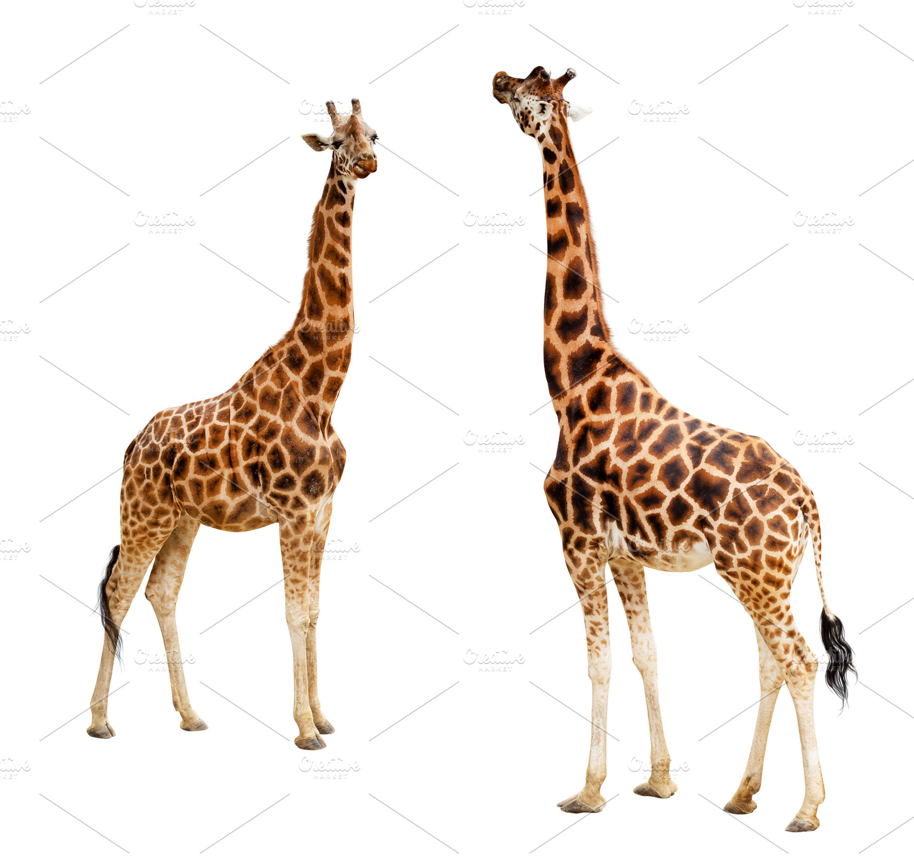 Two giraffes standing on white, an Animal Photo by UltraShop