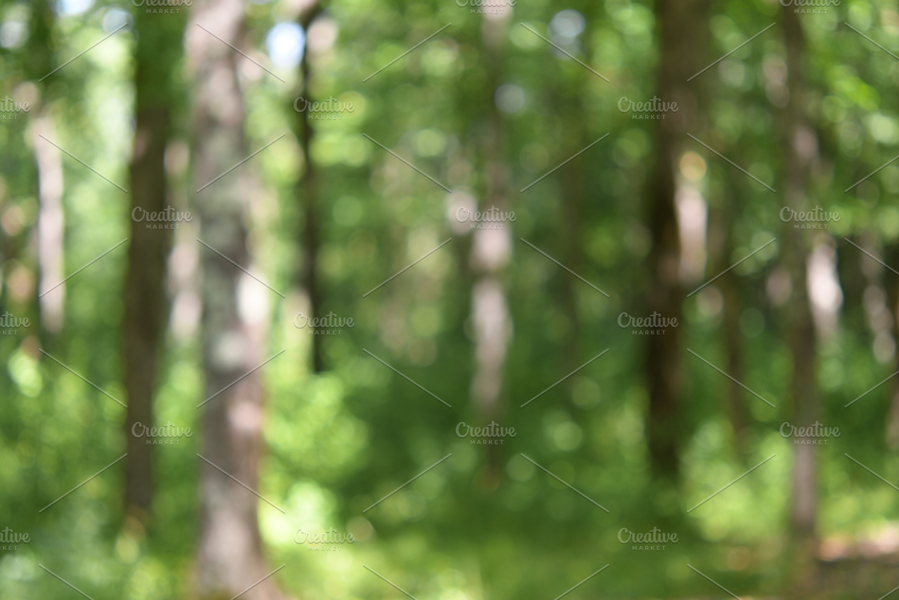 Blurred background of forest, a Nature Photo by Anatoliy Sadovskiy