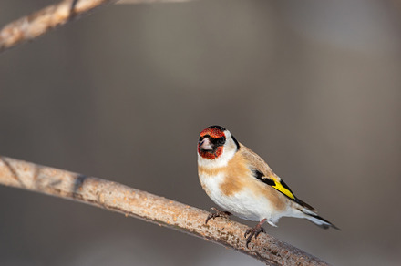 Goldfinch, Carduelis carduelis, perc, an Animal Photo by AlexBush