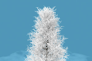 Snow Tree