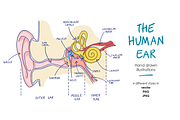 Human ear anatomy, an Education Illustration by Illustrationsforteachers (Thumbnail 1 of 2)
