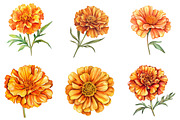 Marigold Flower Bloom Clipart, an Illustration by DreamArtGraphic (Thumbnail 4 of 4)