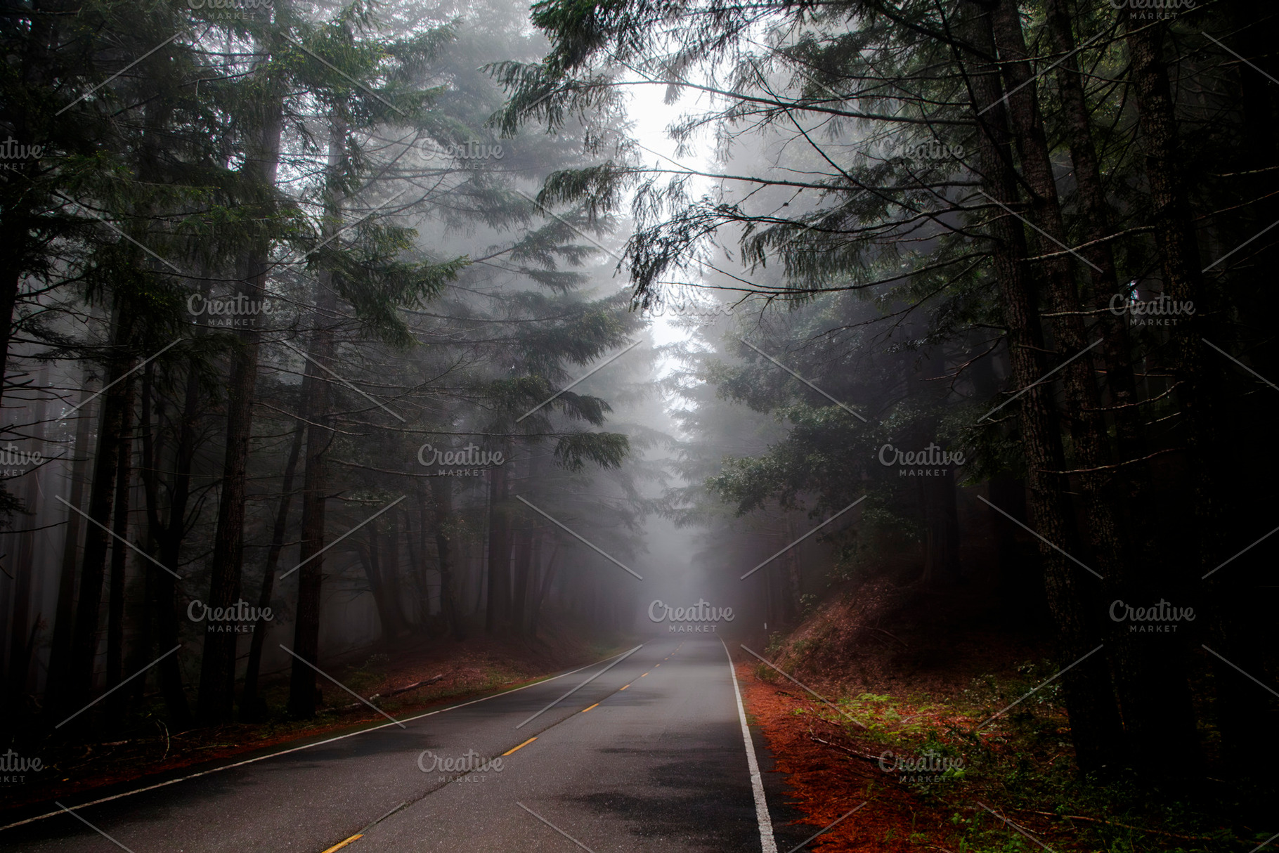 Into the Fog Beneath the Redwoods, a Nature Photo by Jillian Butolph