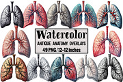 Antique Anatomy Overlays, an Illustration by Design Market (Thumbnail 1 of 3)