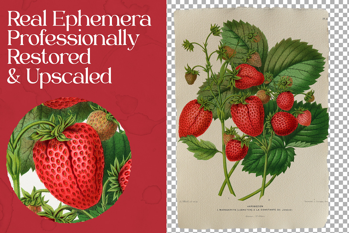 Vintage Flowers & Fruits Ephemera, a Graphic by Craftsy Crafters (Photo 4 of 6)