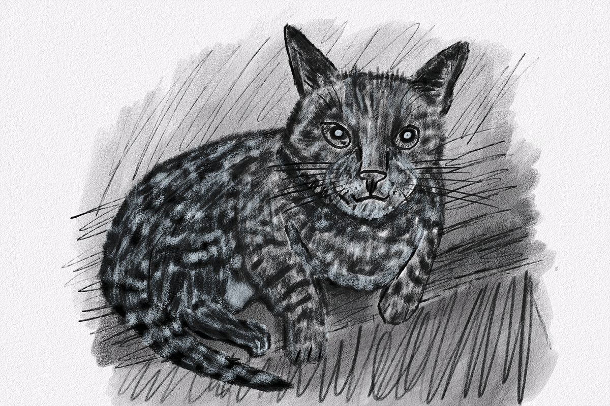 Procreate Charcoal Brush Set, a Brush Add-On by Brush Moment (Photo 6 of 9)