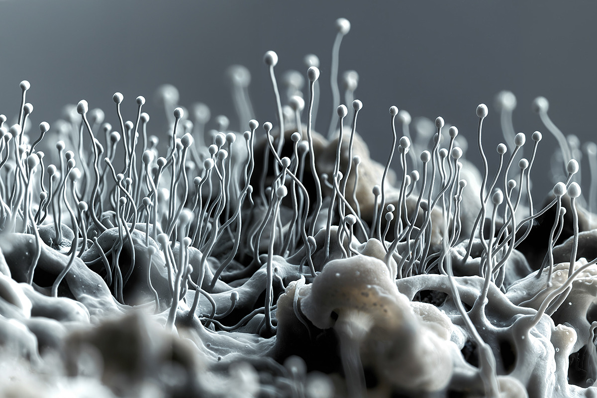 72 Microscopic Fungi Backgrounds, a Background Graphic by h.utomo (Photo 65 of 72)