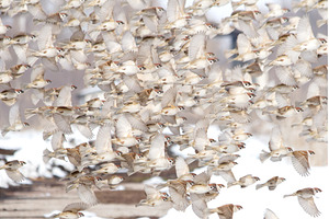 Dense Flock of Countless Tree, an Animal Photo by Pakosta