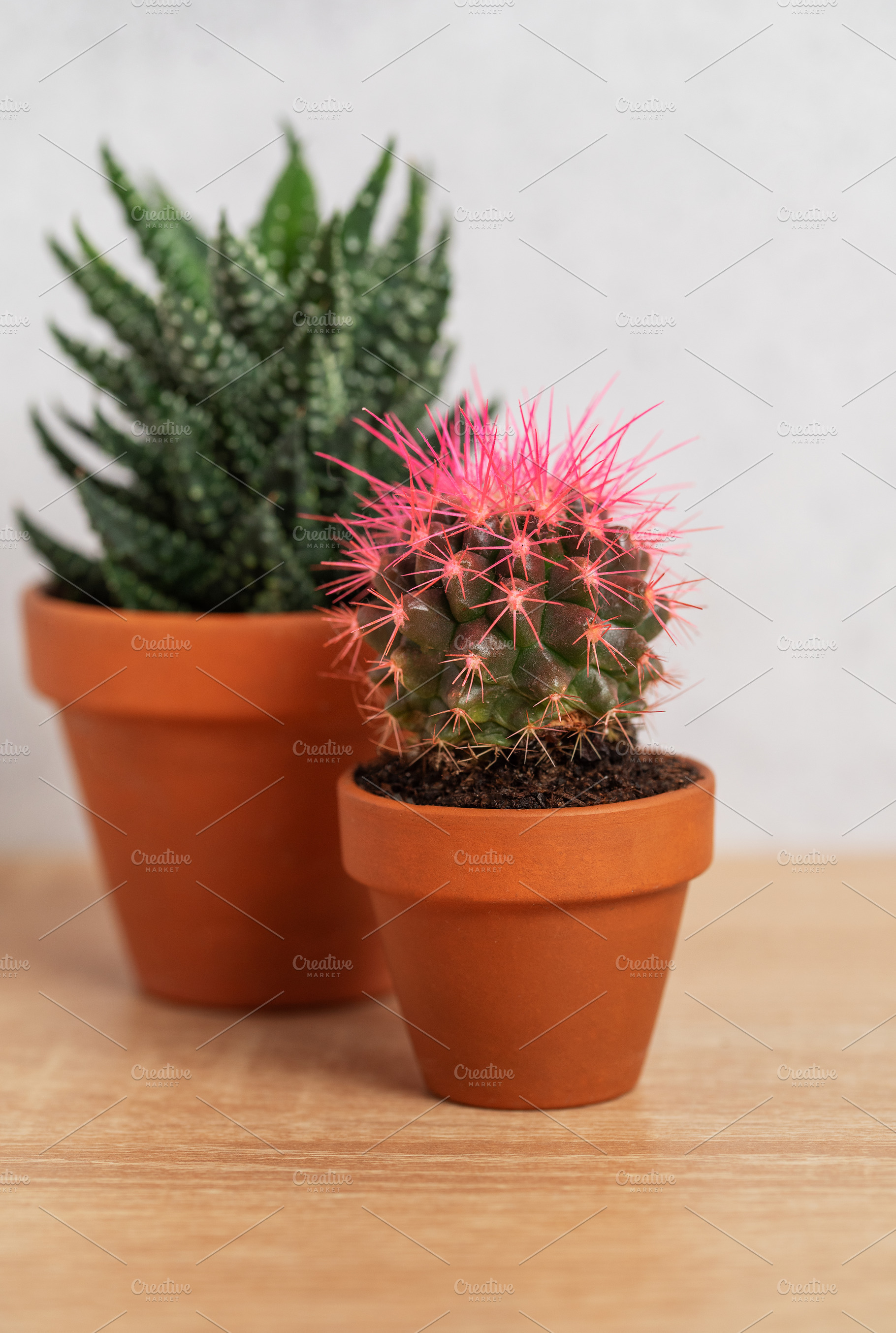 Two small potted cacti with pink thorns resting on wooden surfac, a Nature Photo by Olena Rudo