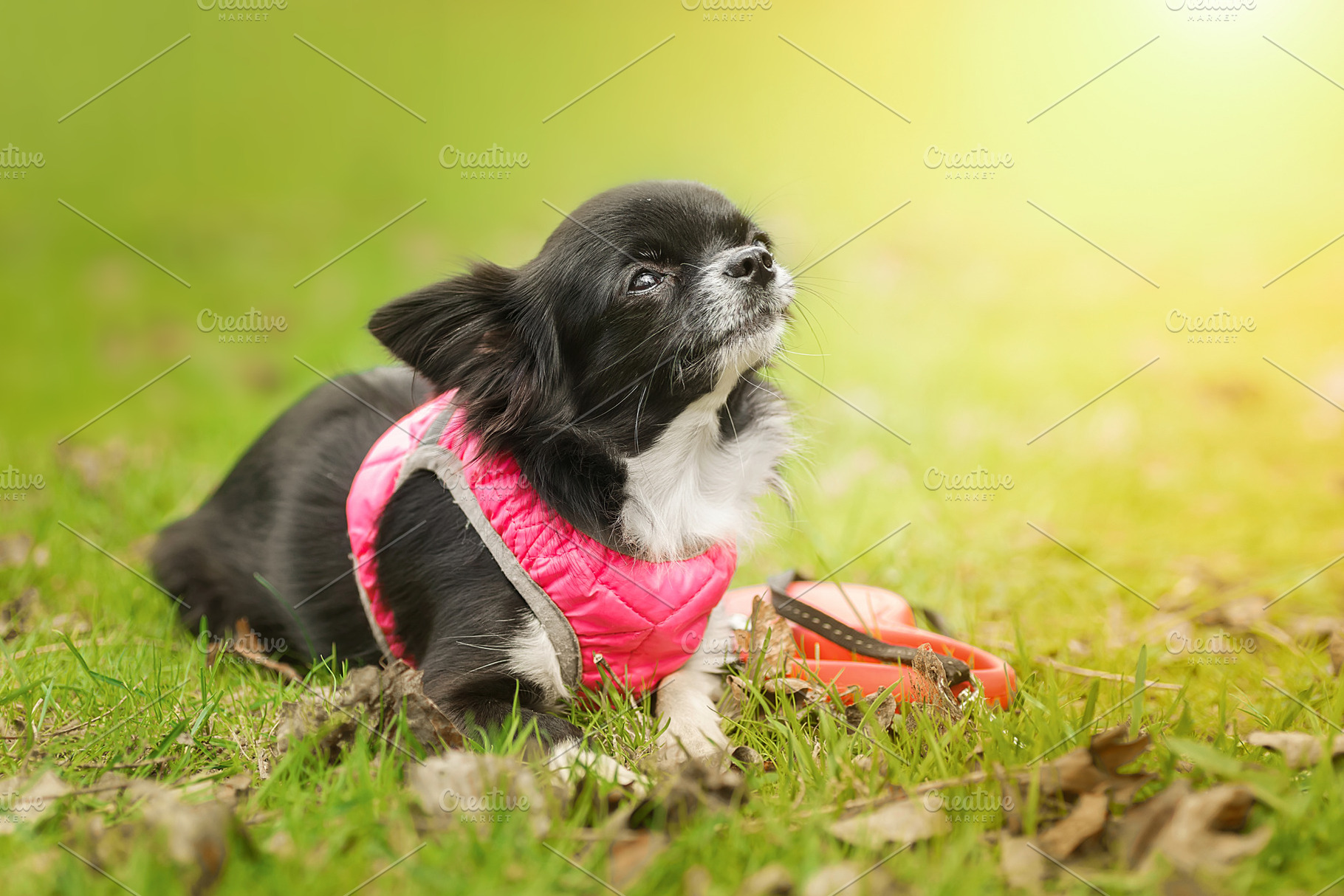 Funny little chihuahua dog plays on, an Animal Photo by AlexBush