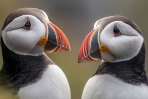 Puffins face each other in nature, a Photo by Beautiful things