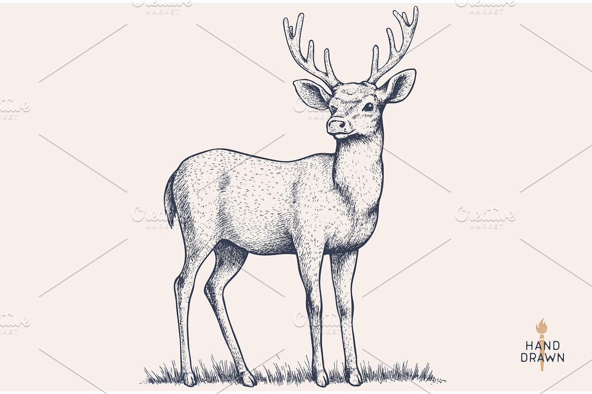 Deer. Hand drawn deer, stag, buck, an Animal Illustration by Foxys Graphic