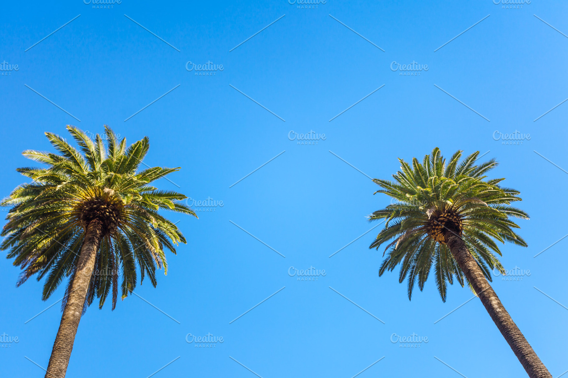 Palms of beverly hills featuring palm, angeles, and los, a Nature Photo by Dolce Vita