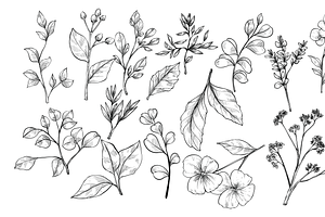 Flower And Leaves Branches Handdrawn