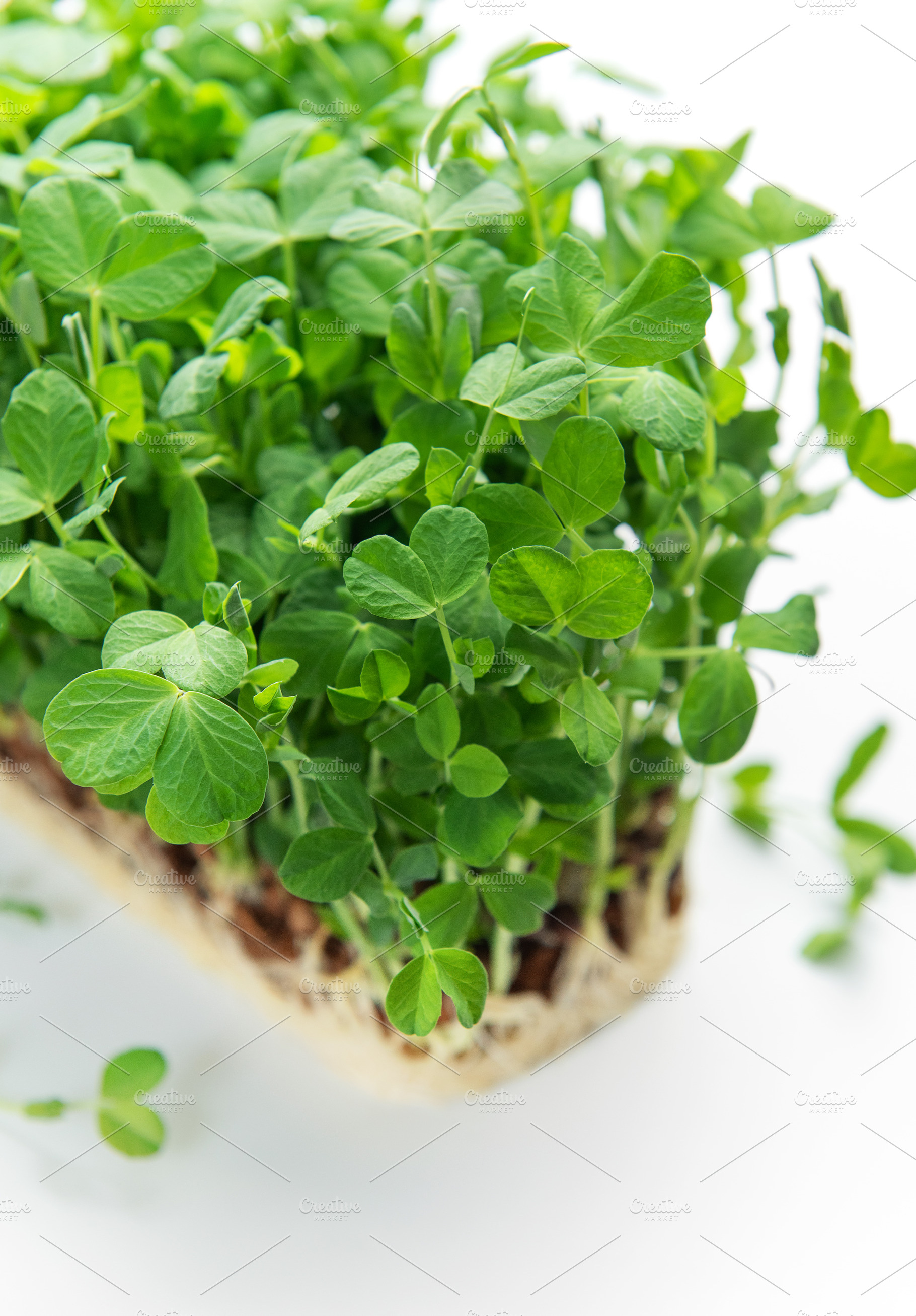 Growing green pea microgreens showing roots on white background, a Food & Drink Photo by Olena Rudo